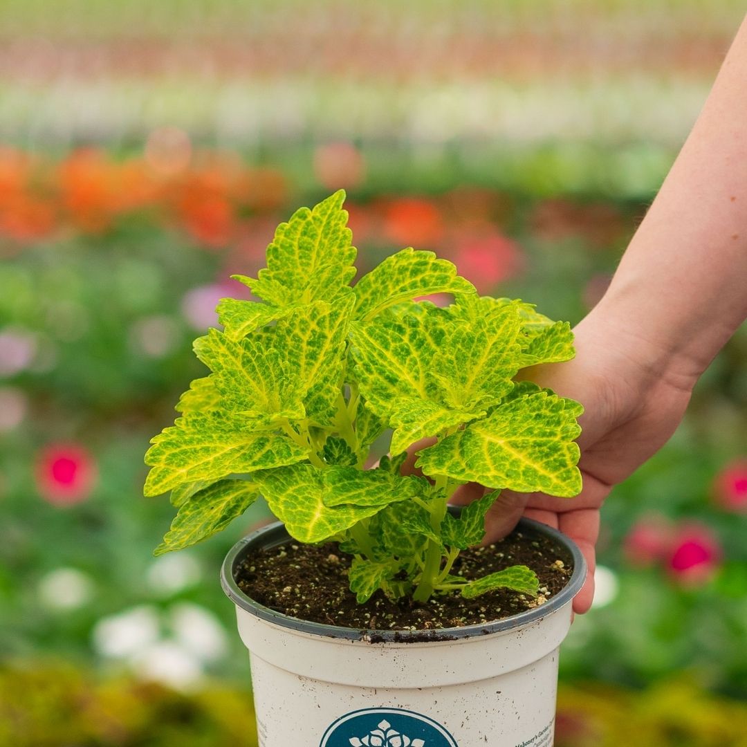 Coleus – Electric Lime – 6.5″ Pot